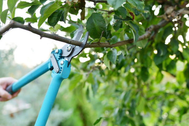 Best Tree Care Services  in Knoxvle, IL